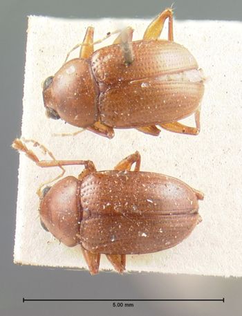 Media type: image; Entomology 9815   Aspect: habitus dorsal view